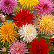 Dahlia Cactus mixed